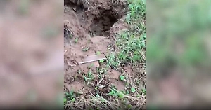В Приамурье медведица с медвежатами разрыла кладбище домашних животных