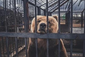 Жители Приморья требуют спасти медведицу, которую держат в клетке, ужасно кормят и травят собаками