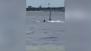 Белая акула напала на военного ВМС США во Флориде