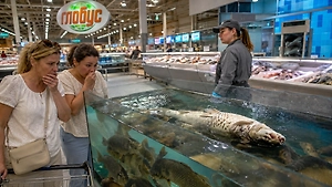 Кунсткамера: Живые карпы заперты с тушей сгнившего собрата в аквариуме «Глобуса» Коммунарки