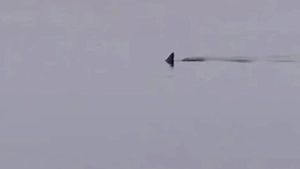 Акулий плавник заметили прямо у берега во Владивостоке