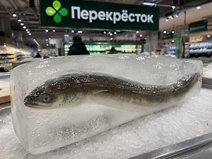 Угорь в ледяном коконе: В подмосковном «Перекрёстке» обнаружили треш-деликатес по акции
