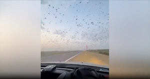 «Господи, какая мерзость»: В Дагестане водители сняли на видео дождь из саранчи