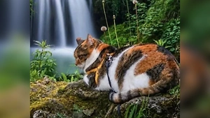 Кошка Мачика погибла на Эльбрусе, её нашли и похоронили