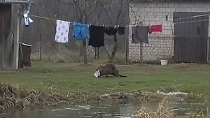 «Курва-бобр» оставил поляка без трусов