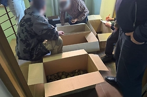 Россиянин «расфасовал» 476 редких черепашат по коробкам и пытался ввезти в РФ на продажу