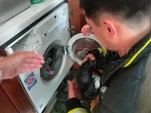 Котёнок едва не погиб в стиральной машине в Москве
