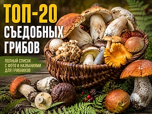 Съедобные грибы России: топ-20 видов с фото и описанием