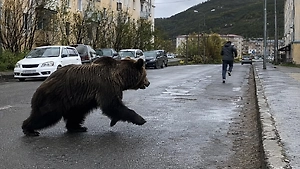 Медведь устроил ночной забег по улицам Магадана и скрылся в лесу