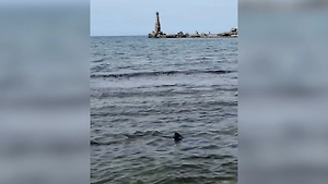 «Челюсти» по-сахалински: Акула устроила заплыв у пляжа, пока рядом плескались дети