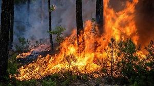 310 гектаров в огне: Крупный пожар охватил леса в Ростовской области