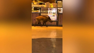 Зашёл в пекарню и спустился в метро: Дикий кабан устроил переполох в Будапеште