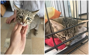 Принял мухомор за игрушку: Котёнка Васю чудом спасли от смерти в Приангарье