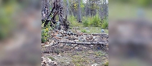 Жители Надыма нашли свалку костей и шкур животных в лесу у реки Чирча