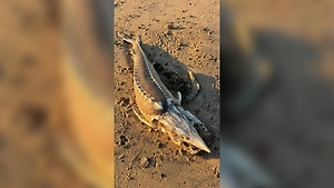 На побережье Сахалина обнаружили туши молодых калуг и мелкой рыбы