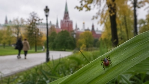 Вышли на охоту: Москвичей предупредили об осенней волне активности клещей
