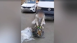Подмосковные таможенники нашли в машине наркотики на 15 млн рублей под видом товара
