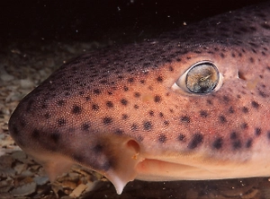 Гигантскую беременную «акулу-дракона» выбросило на пляж в Испании