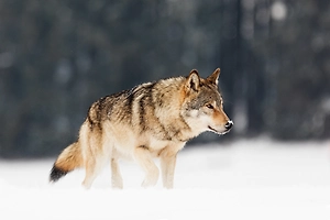 Старшекласснику из Карелии разрешили опаздывать на уроки из-за волков на дороге