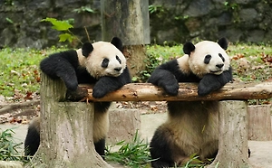 В Китае за фейк о спаривании панд-самцов задержали двух мужчин
