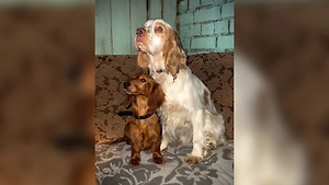 В Пскове уволили чиновницу за брошенных в мороз собак на трассе