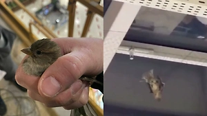 Московский ТЦ «Авиапарк» обвинили в создании смертельных ловушек для птиц