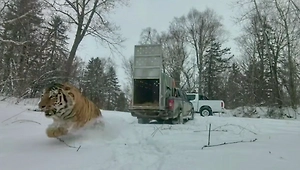 В Приморье показали видео выпуска в тайгу амурского тигра, напавшего на лошадь