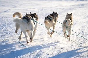 Трамп не шутил, когда сказал о собачьих упряжках на защите Гренландии. Эксперт раскрыл, что это за отряд