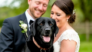 Пара из Британии отказалась от свадьбы ради спасения больного раком лабрадора