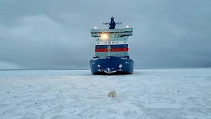 Белый медведь остался в восторге от российского атомного ледокола и показал себя экипажу во всей красе