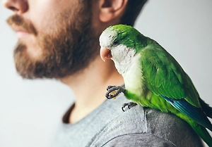 «Заскучавший» петербуржец съел корм для попугая с коноплёй и лишился водительских прав