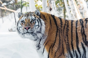Уставшего тигра заметили на трассе у въезда в Хабаровск