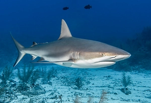 В Хургаде пляжи пяти отелей закрыли из-за акулы, но туристы умиляются «красавицей»