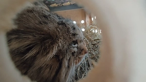 К манулу Шу в Ленинградский зоопарк едет невеста Пепе из Барнаула