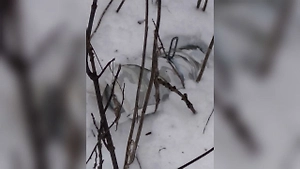 «Новая приблуда» на фронте: Ветеран СВО показал химический боеприпас ВСУ