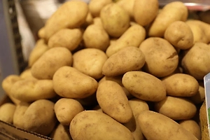 Путину рассказали о выращивании безопасного картофеля для чипсов