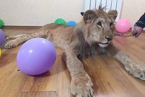 В Москве возбудили уголовное дело из-за незаконных фотосессий с истощёнными львятами