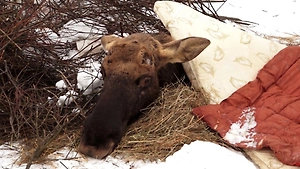 Лось Октябрь, которого ярославцы спасали всем селом, умер в ребцентре