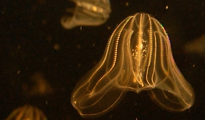 В водах Венеции зафиксировали нашествие медуз с исчезающим анусом