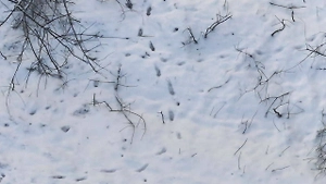 ВС РФ по следам на снегу выявили и уничтожили группу из 20 солдат ВСУ под Купянском