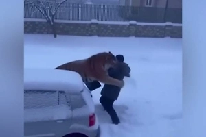 Жителю Приморья грозит огромный штраф за видео с «нападением» амурского тигра