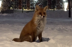 Лисички-москвички: Рыжие хищницы в парке «Царицыно» совсем перестали бояться людей