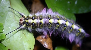 «Гламурная» ядовитая гусеница ужалила российскую туристку в ягодицу в Таиланде