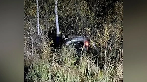 В ДТП с медведем под Томском пострадали три человека, хищник погиб
