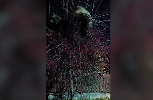 Ночной жор вышел из-под контроля: Медведи захватили ягодный куст на Камчатке