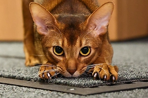 Далмор из Москвы, признанный самым красивым котом в мире, «заскучал» без выставок