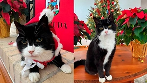 Умер главный мышелов британского МИД кот Палмерстон