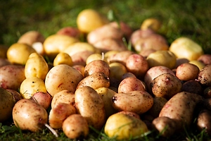 Россия вошла в топ-5 мировых производителей картофеля