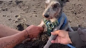 Россиянин нырнул в бушующий океан на Бали ради спасения собаки