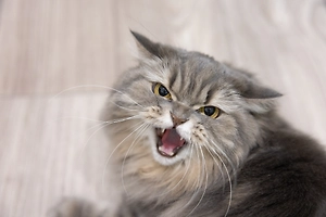 Кусь ценой в 30 тысяч: Негостеприимный тайский кот отправил в больницу российскую туристку